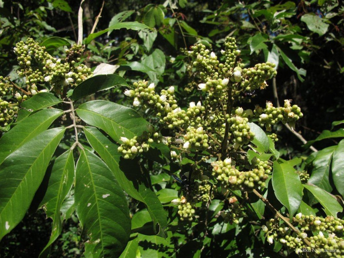 Lepisanthes tetraphylla var. tetraphylla (Vahl) Radlk.